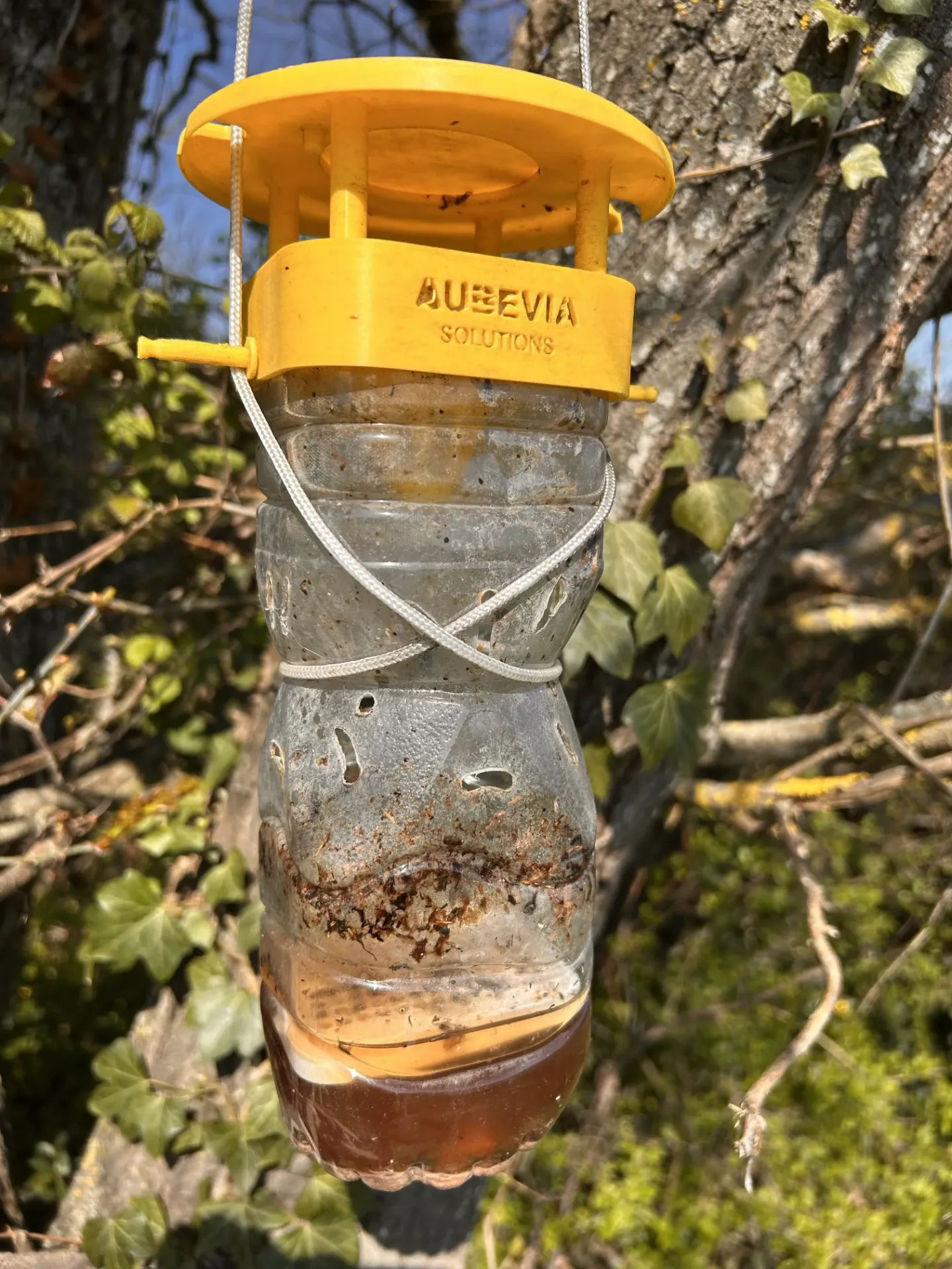 Piège à frelons asiatiques sélectif (Jaune)